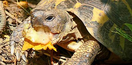 El despertar de las tortugas
