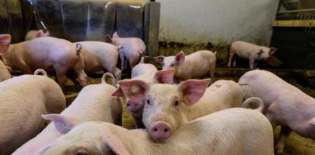 Detectado un caso humano de gripe porcina en Lleida