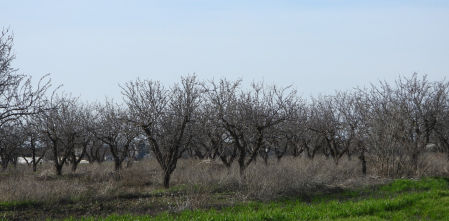 Reto visual: ¿Eres capaz de ver los dos pájaros en menos de 30 segundos?