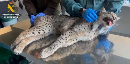 Localizado el cadáver de un lince atropellado en Madrid procedente de la Comunidad Valenciana