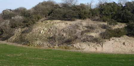 Reto visual: ¿Cuántos conejos puedes ver en menos de 30 segundos?