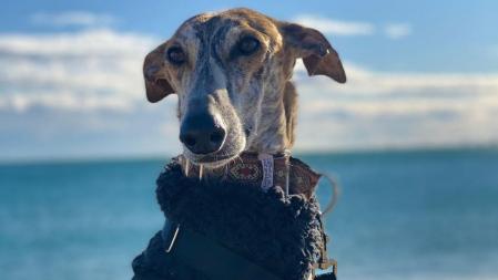 Tomás, todo corazón de galgo.
