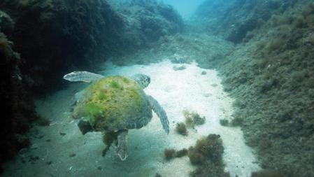 TORTUGA EN MOVIMIENTO - RESCATE DE LA TORTUGA MARINA CARETTA, CARETTA A CARGO DEL CRAM (Centro de Recuperación de Anfibios). FOTOS CEDIDAS POR CRAM.