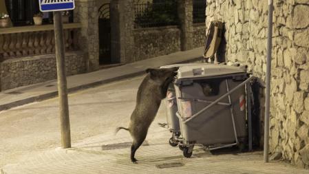 Un jabalí intenta abrir un contenedor en busca de comida, en Vallvidrera, Barcelona