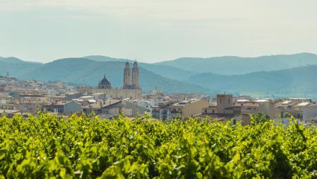 Vista de los vieñedos en Sant Pere de Ribes, Garraf