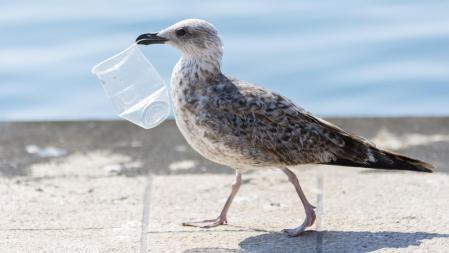 La capacidad de degradar plásticos solo es conocida por el momento en microorganismos, hongos y gusanos con enzimas específicas  .