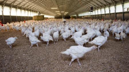 Imagen de archivo de una explotación de pavos .