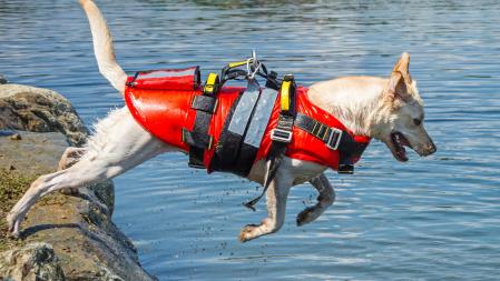 Un perro en una acción de salvamento