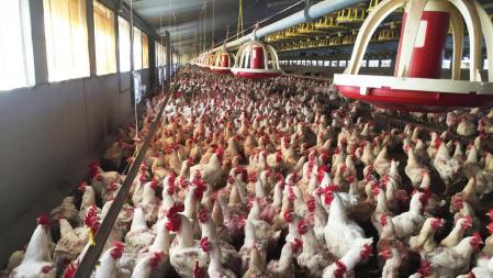 Granja de pollos broilers (imagen de archivo) de características similares a la afectada en la provincia de Huelva .