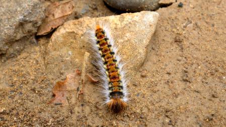 Oruga procesionaria, sobre una roca