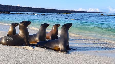 Leones marinos de las islas Galápagos