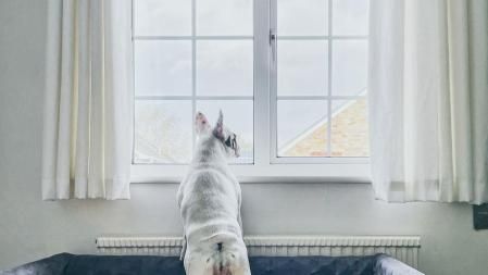 Una vez que el perro tolera estas separaciones, puedes empezar a hacer salidas reales de casa.