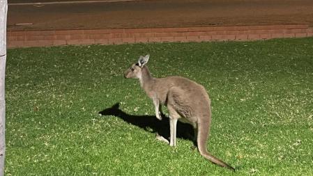 Canguro en Australia