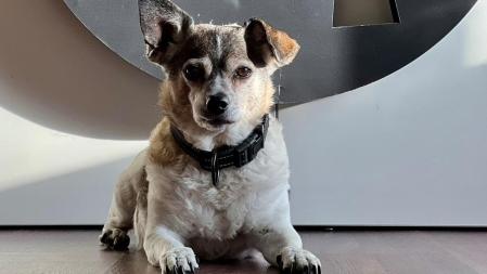 Pepe, el perro de Nathalie Seseña, actriz.&nbsp;