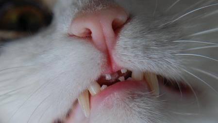 Dientes de gato.&nbsp;