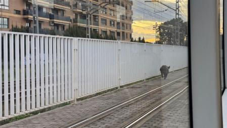 El jabalí que se ha colado en la estación de Metrovalencia de Empalme.