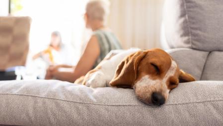 Perro Beagle durmiendo en el sofá