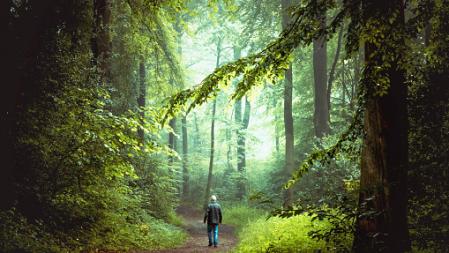 Los efectos de un paseo relajado durante horas por el bosque producen una mejora en el bienestar psicológico y, también, de algunos aspectos fisiológicos