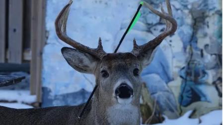 Carrot es el nombre asignado al ciervo de cola blanca que sobrevive con una flecha en la cabeza