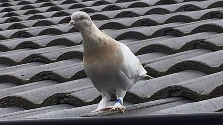 El palomo Joe en el tejado de una vivienda en suburbio de Officer, en Melbourne