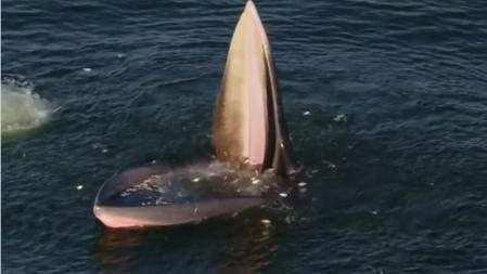 Ejemplar de rorcual tropical o de Edén en plena acción de captura de pescado en superficie
