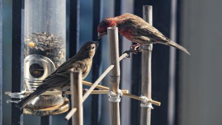 House Finches, a breeding pair, feeding each other, at bird feeder on urban building balcony in Toronto,Ontario, Canada (House Finches, a breeding pair, feeding each other, at bird feeder on urban building balcony in Toronto,Ontario, Canada, ASCII, 12