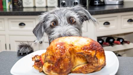 Funny photo of a bad dog with paws on kitchen counter looking at a roasted chicken with big excited eyes