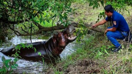 Pablo Escobar junto a uno de sus hipopótamos, en una imagen de la década de 1990 .