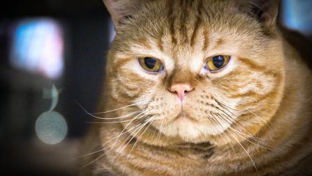 American Wirehair cat close up. Adult, fat, ginger color male.