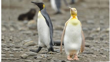 Ejemplar leucístico de pingüino real (der.) junto a uno de plumaje normal, en la isla San Pedro, en Georgias del Sur