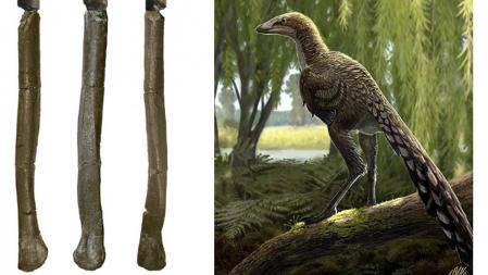 Detalla del fósil descubierto y simulación del dinosaurio carnívoro al que pertenecía el hueso .