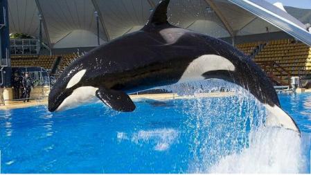 La orca Skyla en una de las piscinas de Loro Parque, en Tenerife