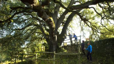 Este árbol milenario se ha convertido en un símbolo y en el 'habitante' más longevo de la localidad aragonesa de Lecina