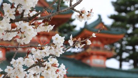 La floración de los cerezos es todo un acontecimiento en muchas ciudades de Japón .