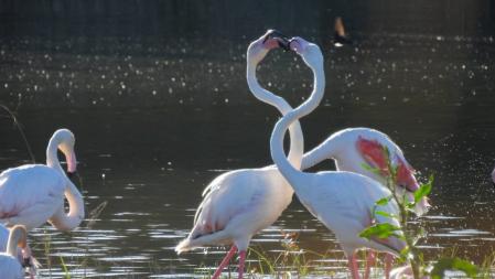 Flamencos de paso en el Delta del Tordera