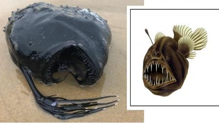 Ejemplar localizado este mes de mayo en California (izq.) y representación gráfica de una hembra de esta especie .