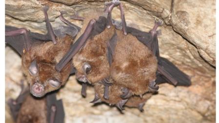 Ejemplares de 'Rhinolophus affinis', una especie de murciélago presente en una docena de países del sudeste asiático .