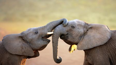 Elefantes en una aparente muestra de saludo con sus trompas e el  Addo Elephant National Park, en Sudáfrica  .