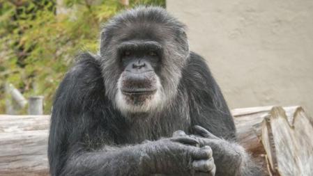 La barba blanca era uno de los signos de identificación del chimpancé Cobby desde hace años .