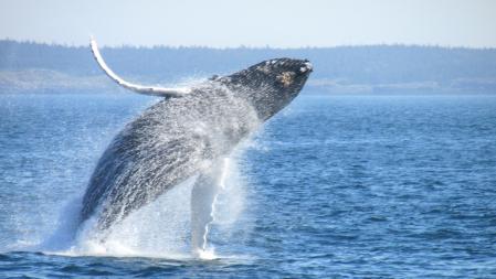 La ballena gris tiene su principal hábitat natural actual en el Pacífico norte, con poblaciones locales en peligro .