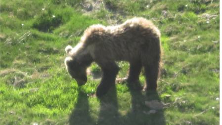 Ejemplar observado y filmado por el alcalde de Bossòst, en el Valle de Arán .