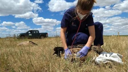 Técnica veterinaria tomando muestras de los animales muertos en  Monterrubio de Armuña  .