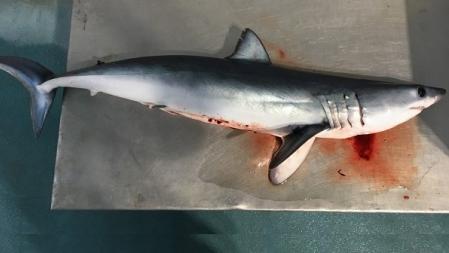 El tiburón mako ('Isurus oxyrinchus') es una especie de tamaño grande muy rara actualmente en el litoral de Catalunya .