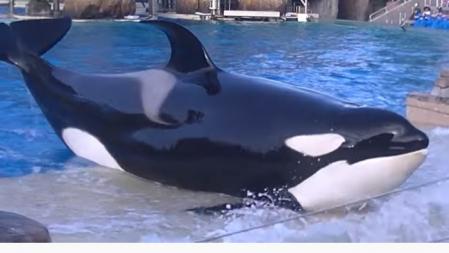 Amaya, en una de sus actuaciones en el SeaWorld de San Diego