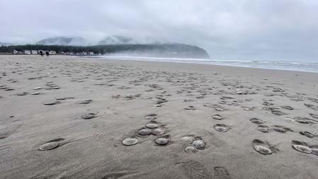 Ejemplares del equinodermo conocido como dólar de arena en la playa de Seaside, en Oregón .