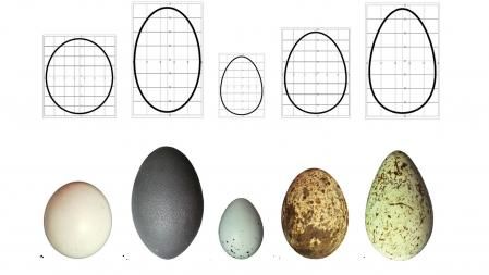 Los huevos de aves presentan formas, tamaños y colores muy diferentes, como demuestra el nuevo estudio   .