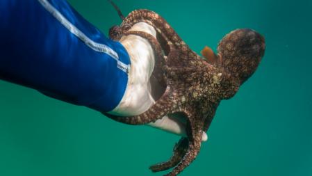 La lista de habilidades de los pulpos se amplía con los resultados del nuevo estudio en Australia y Nueva Zelanda  .