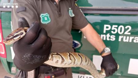 El ejemplar de pitón real capturado podría haber sido abandonado por su propietarios .