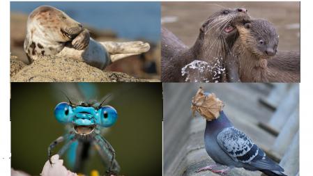 Cuatro de las imágenes finalistas del premio de votación popular .