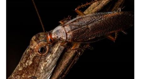 Imagen de la cucaracha alimentándose de lágrimas de una lagartija anolis, origen del estudio científico .